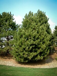 Сосна Чёрная (Pinus Nigra) купить по цене от 270.00р. в интернет-магазине «Посадика» с доставкой почтой в в Волжске и по всей России – [изображение №1].