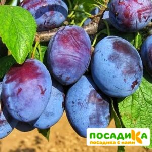 Слива Чачакская ранняя купить по цене от 229.00р. в интернет-магазине «Посадика» с доставкой почтой в в Волжске и по всей России – [изображение №1].