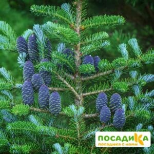 Пихта корейская (Abies koreana) купить по цене от 450.00р. в интернет-магазине «Посадика» с доставкой почтой в в Волжске и по всей России – [изображение №1].