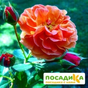 Роза Арабия купить по цене от 350.00р. в интернет-магазине «Посадика» с доставкой почтой в в Волжске и по всей России – [изображение №1].