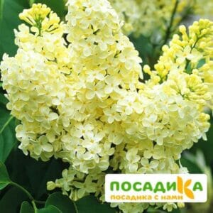 Сирень Примроуз (Primrose) купить по цене от 529.00р. в интернет-магазине «Посадика» с доставкой почтой в в Волжске и по всей России – [изображение №1].