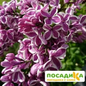 Сирень Сенсация купить по цене от 529.00р. в интернет-магазине «Посадика» с доставкой почтой в в Волжске и по всей России – [изображение №1].