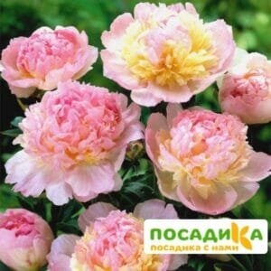 Пион Распберри Сандей (Paeonia Raspberry Sundae) купить по цене от 959р. в интернет-магазине «Посадика» с доставкой почтой в в Волжске и по всей России – [изображение №1].