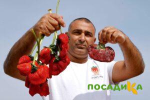 Клубника Гигант Джорнея купить по цене от 266р. в интернет-магазине «Посадика» с доставкой почтой в в Волжске и по всей России – [изображение №1].