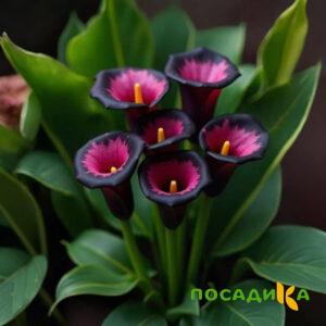 Калла Аура Лейс купить по цене от 400р. в интернет-магазине «Посадика» с доставкой почтой в в Волжске и по всей России – [изображение №1].