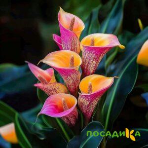 Калла Оникс купить по цене от 450р. в интернет-магазине «Посадика» с доставкой почтой в в Волжске и по всей России – [изображение №1].