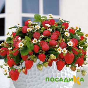 Клубника Рубиновый Шепот (горшечная) купить по цене от 240р. в интернет-магазине «Посадика» с доставкой почтой в в Волжске и по всей России – [изображение №1].