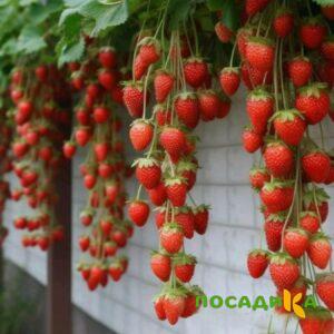 Клубника вьющаяся Комплимент купить по цене от 470р. в интернет-магазине «Посадика» с доставкой почтой в в Волжске и по всей России – [изображение №1].
