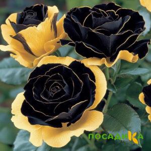 Роза Ханни Сикл купить по цене от 700р. в интернет-магазине «Посадика» с доставкой почтой в в Волжске и по всей России – [изображение №1].