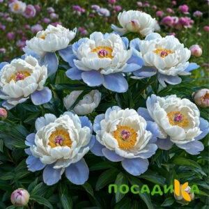 Пион акварельный Этюд купить по цене от 806р. в интернет-магазине «Посадика» с доставкой почтой в в Волжске и по всей России – [изображение №1].
