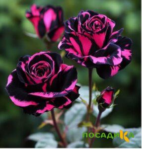 Роза Багровый Шепот купить по цене от 366р. в интернет-магазине «Посадика» с доставкой почтой в в Волжске и по всей России – [изображение №1].