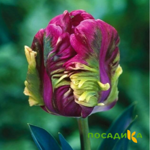 Тюльпан Экзотик Хэвен купить по цене от 186р. в интернет-магазине «Посадика» с доставкой почтой в в Волжске и по всей России – [изображение №1].